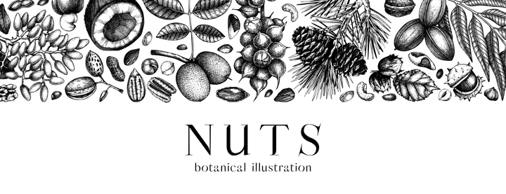 Vector nuts banner in vintage style. Vintage nuts sketched border. Healthy food background with branches, plants, fruit, nutshells hand-drawings. Realistic botanical illustrations for packaging design